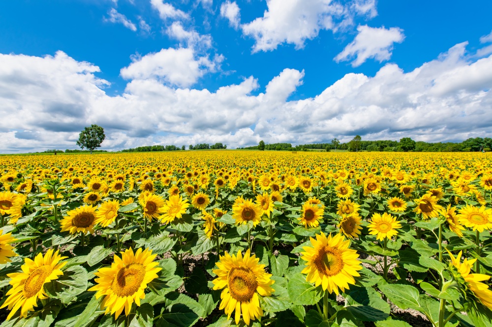 北海道の夏をパワフルに彩るひまわりを見に行こう！ ｜特集｜【公式