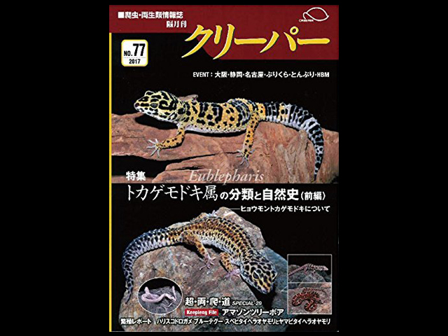 CREEPER（クリーパー） NO.77 トカゲモドキ属(Genus Eubrephalis)の
