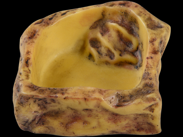 ウォーターディッシュS エキゾテラ ジェックス 水飲み皿 販売 通販