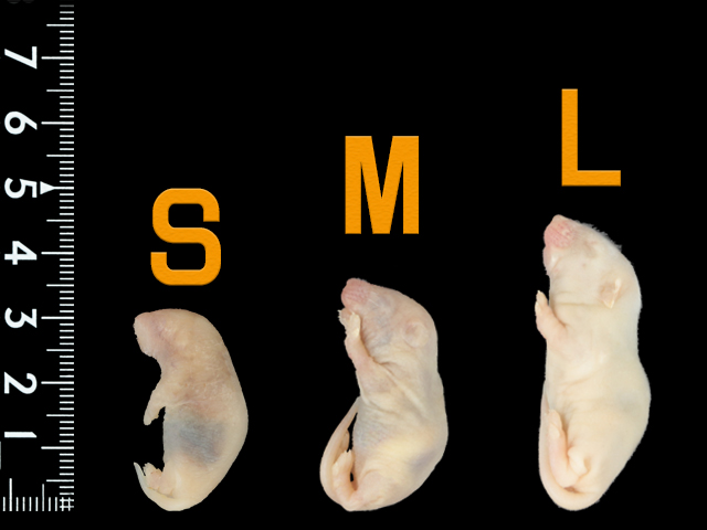 送料無料 専用 ピンクマウスSサイズ ピンクマウスSサイズ】通販・安い