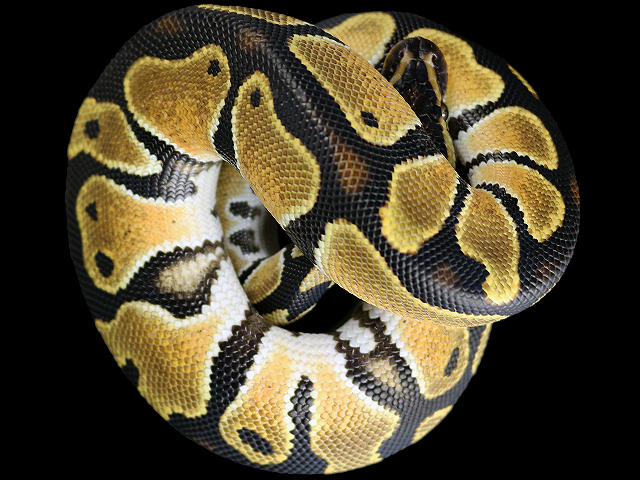 ボールパイソン ハイオレンジドリーム オス - 爬虫類ショップ Wild Monster