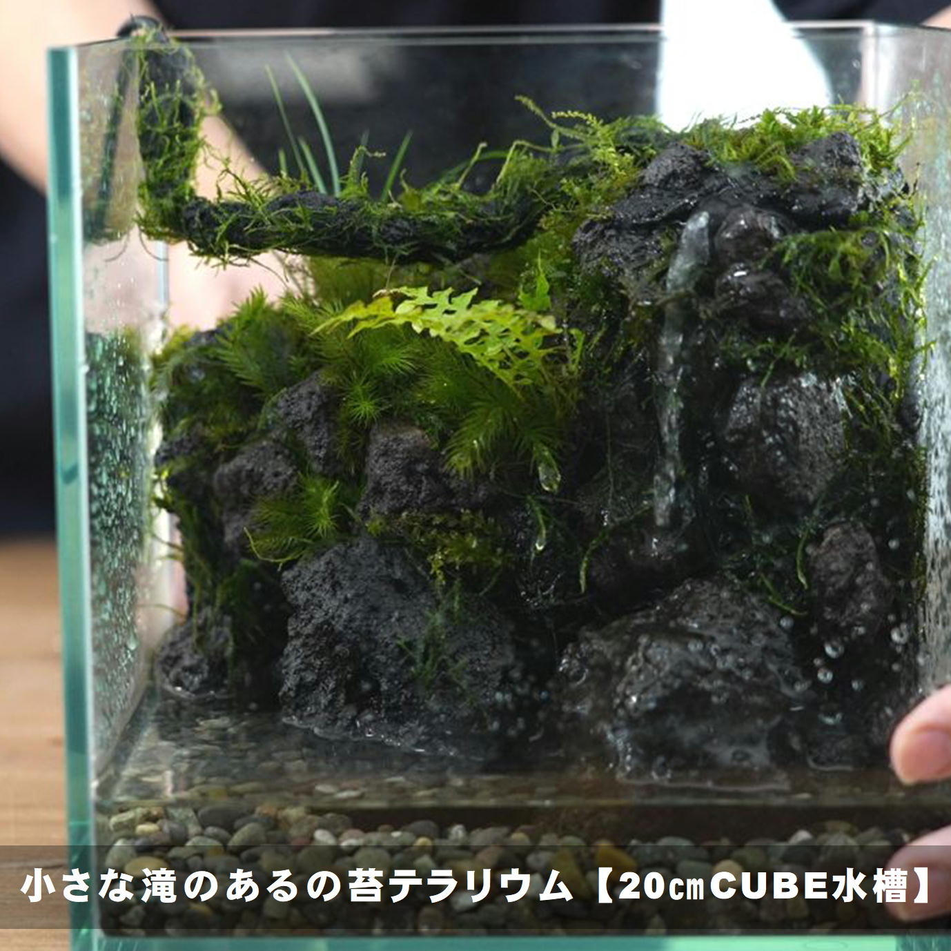 小さな滝のある苔テラリウムをつくる【20㎝CUBE水槽】 | 苔テラリウム