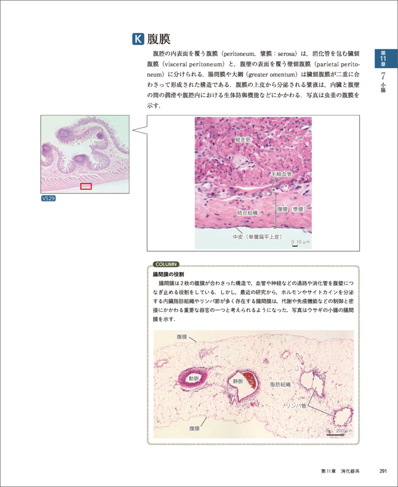バーチャルスライド 組織学 改訂版 - 羊土社