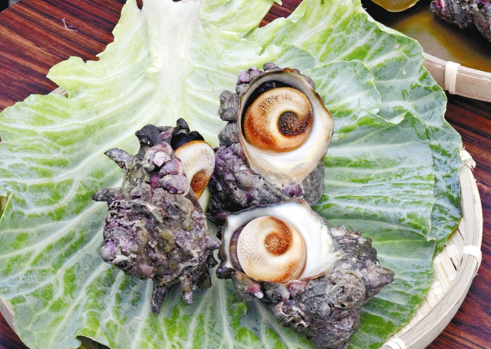 サザエ」廃棄キャベツや昆布で育てたら、天然より大きく甘く…イオン