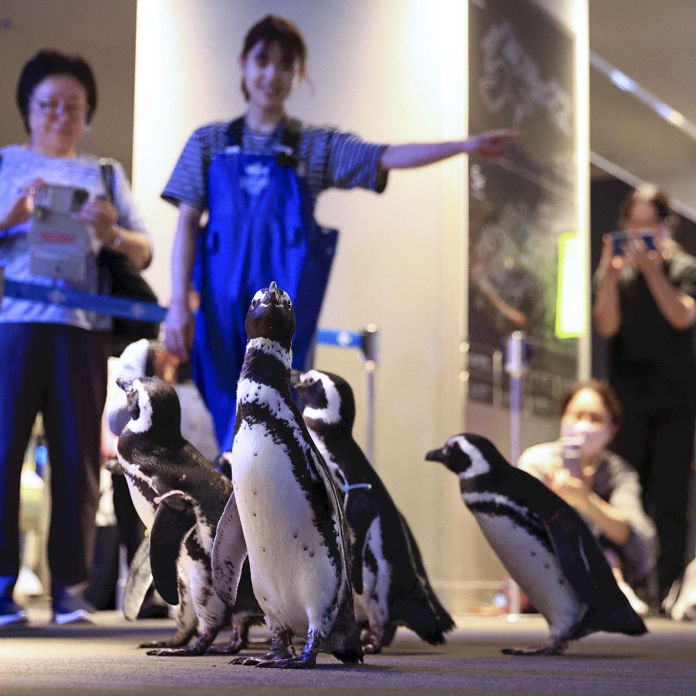 能登から都内に避難中のペンギン7羽、最初で最後のお披露目…「元の