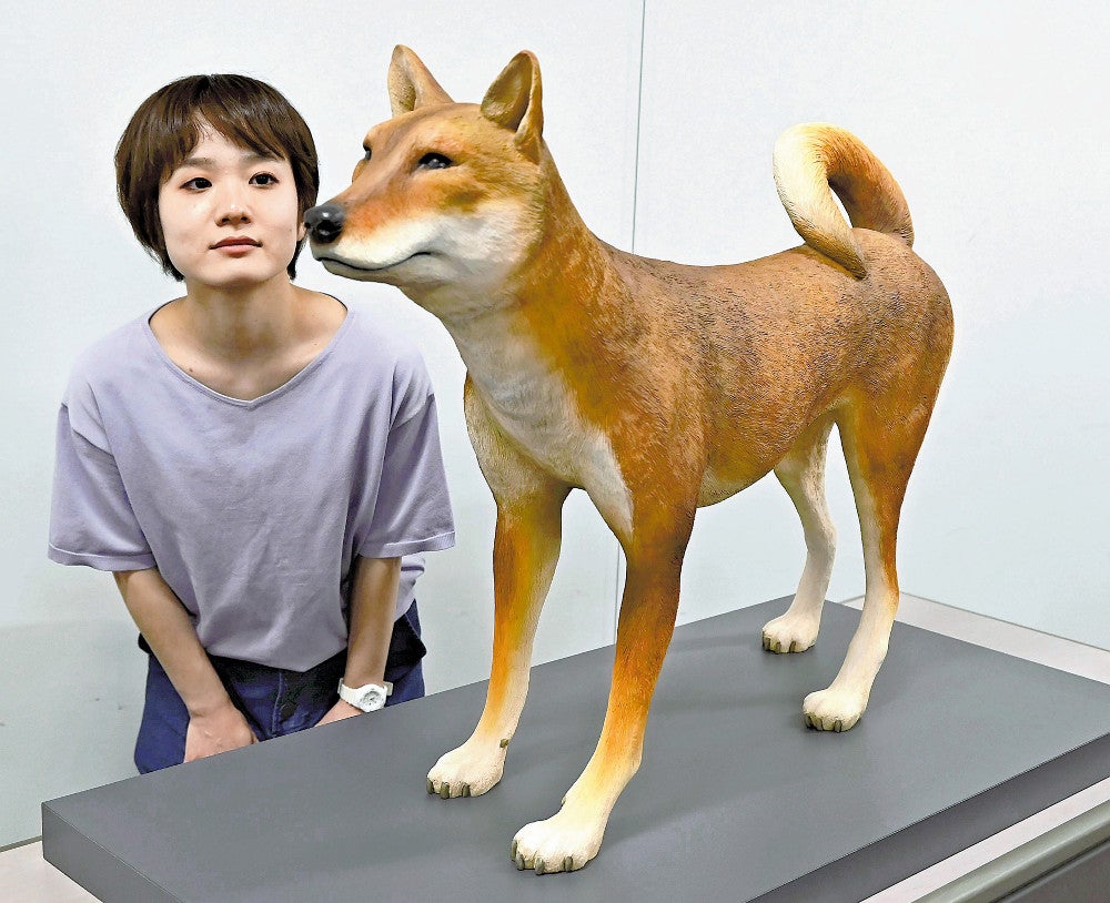 古墳時代の犬、纒向遺跡出土の骨から復元模型に…「卑弥呼がなでた犬