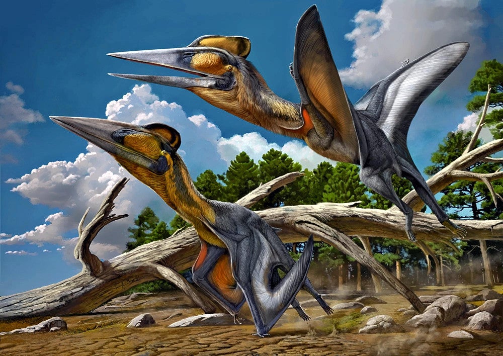 9000万年前の地層の化石は「新属新種の翼竜」と判明