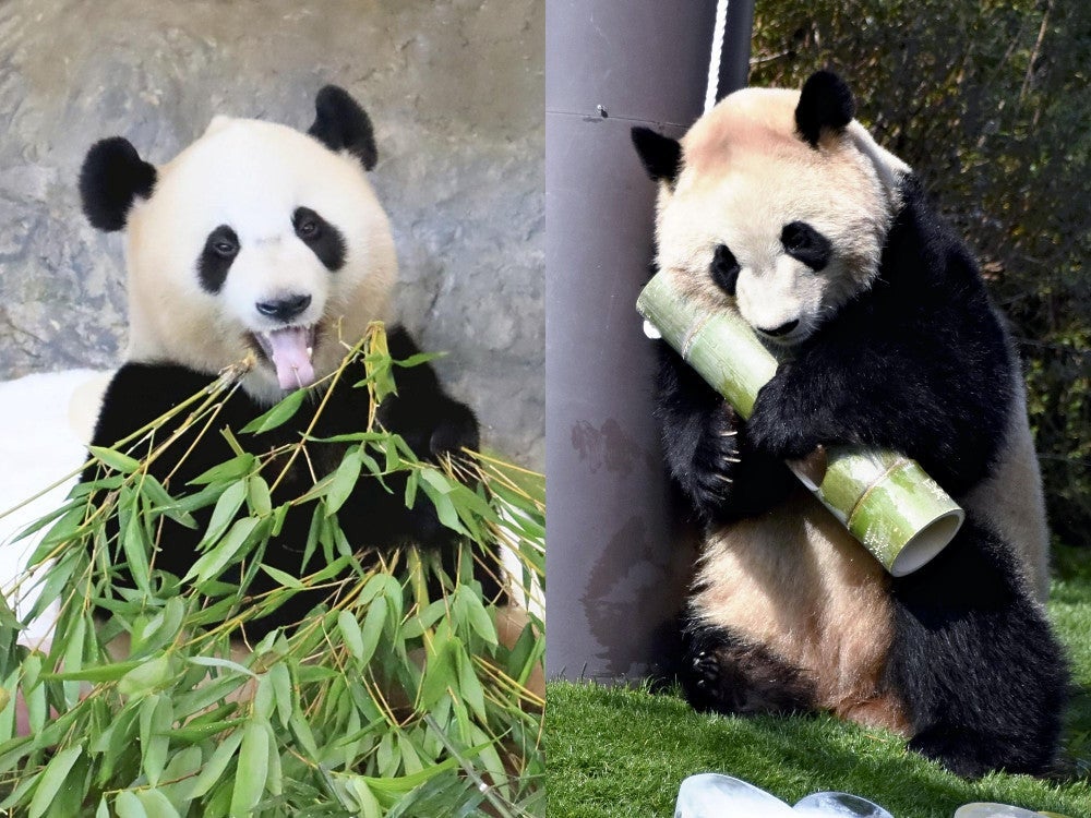 20250523-OYT1I50088-1.jpg?type=ogp