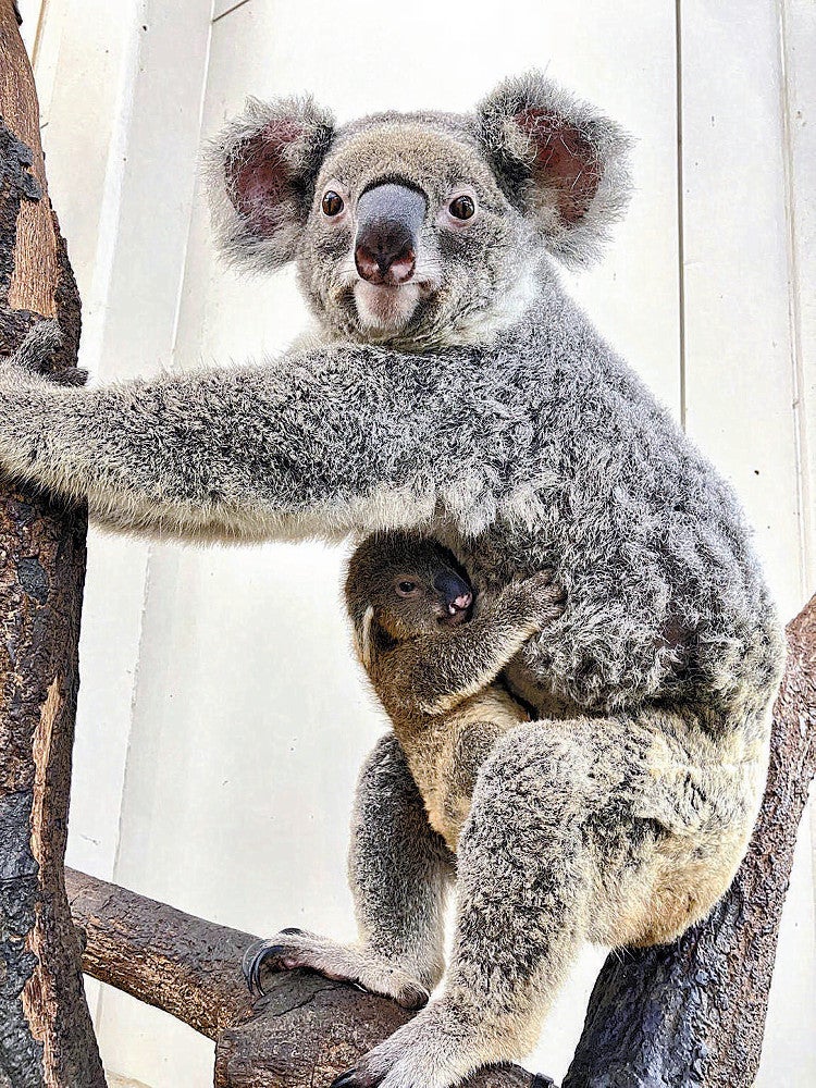 コアラの赤ちゃん、お母さんの袋から「ひょっこり」 : 読売新聞