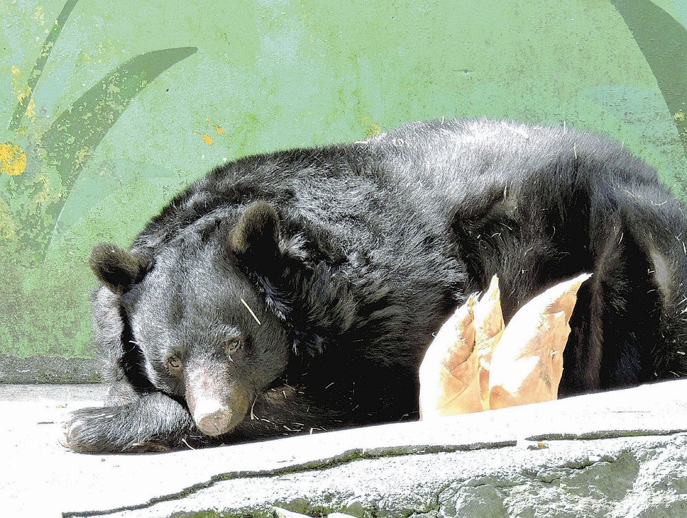 和歌山：ベニー生前の姿 後世に 市民団体がCF ：地域ニュース : 読売新聞