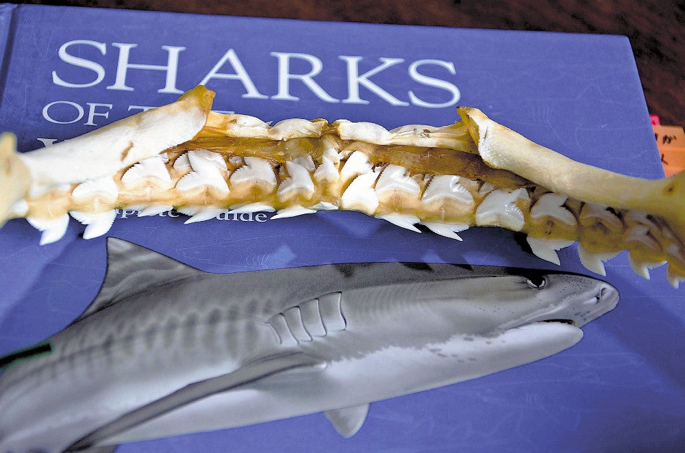 イタチザメ 標本 【公式通販】