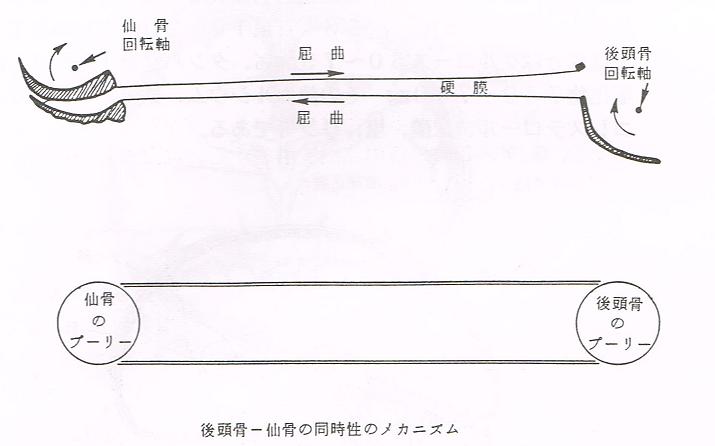 LDと頭蓋仙骨療法 – 堺市の自律神経失調症や不眠症専門｜バランス整体