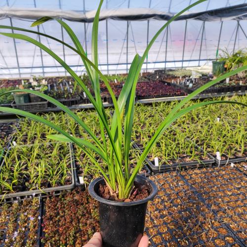 やましち山野草店 / 【本州・四国送料無料】キンリョウヘン 金稜辺