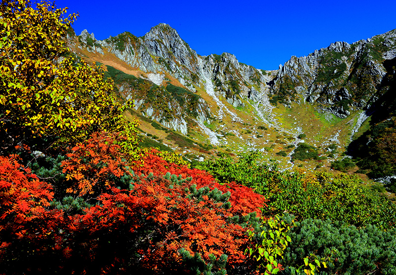全域で色づく景色を見られる。中央アルプスの紅葉【紅葉コースガイド