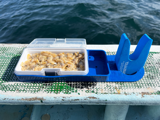 船ベリらくらくセット