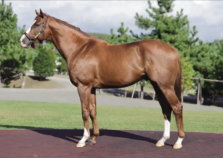 優駿スタリオンステーション 種牡馬 -2025- のご案内 - 優駿