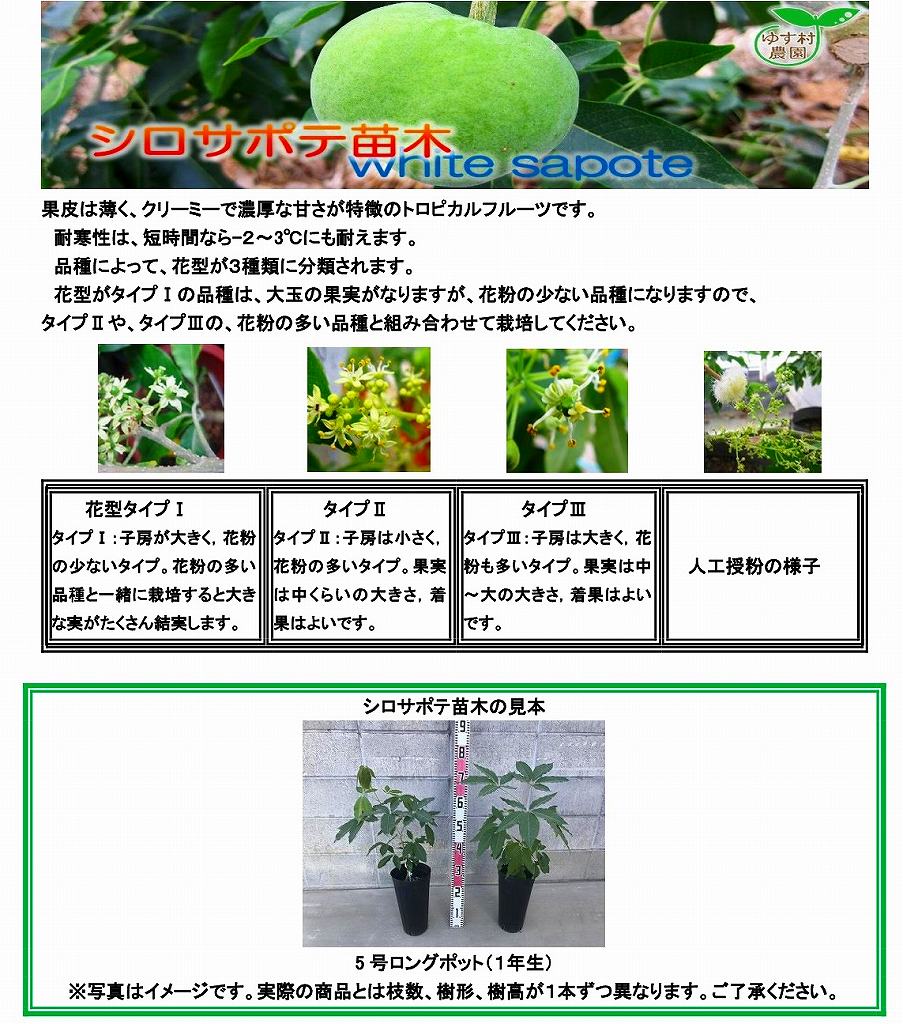 シロサポテ苗木（ホワイトサポテ苗木）