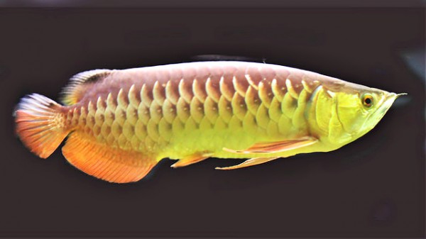 アジアアロワナ | 動物の寿命図鑑