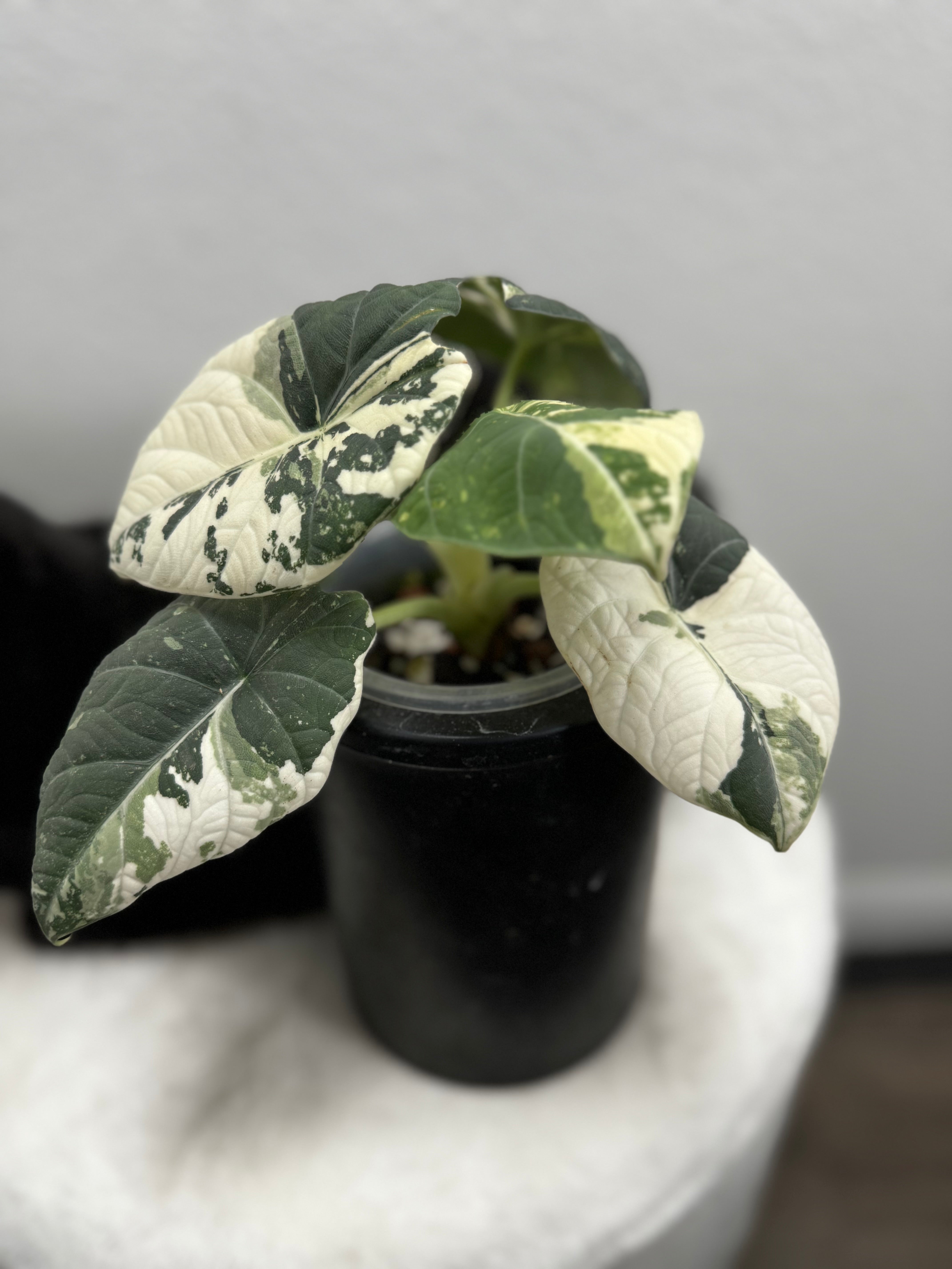 Alocasia Maharani Albo Variegated – Zero's Plants
