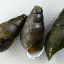 カワニナ | 軟体 | 市場魚貝類図鑑