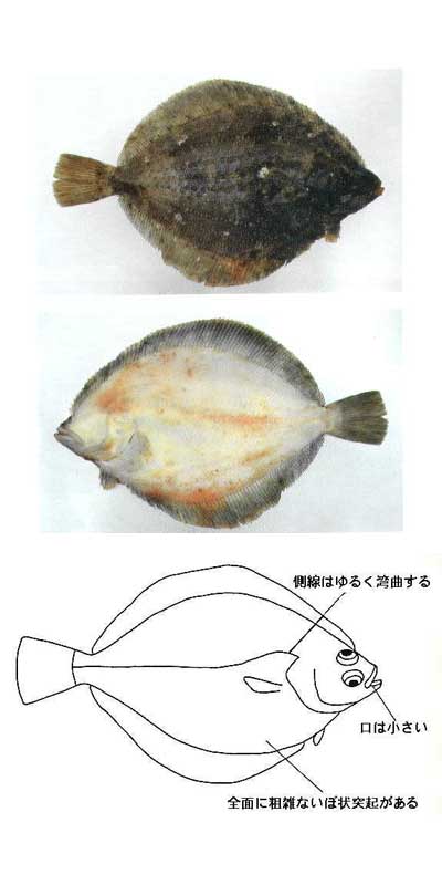 図鑑／ヒラメ・カレイ類 | 岩手県水産技術センターWeb
