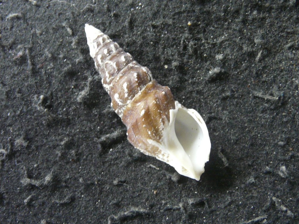 クダマキガイ科｜貝殻標本店「F]