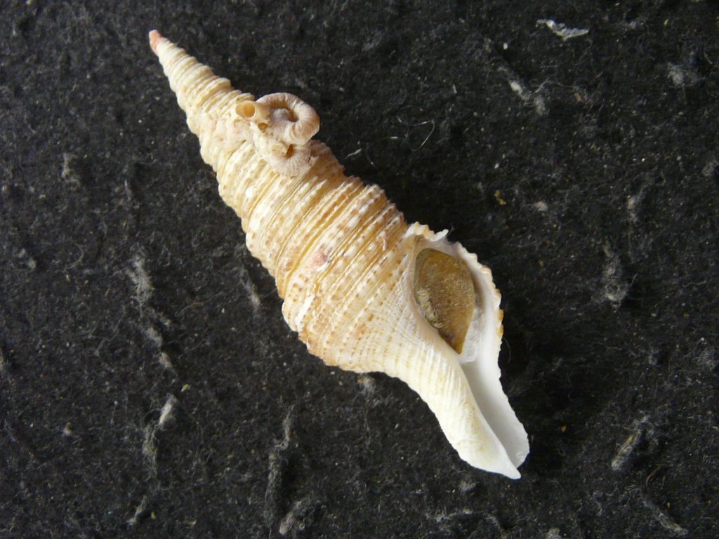 クダマキガイ科｜貝殻標本店「F]