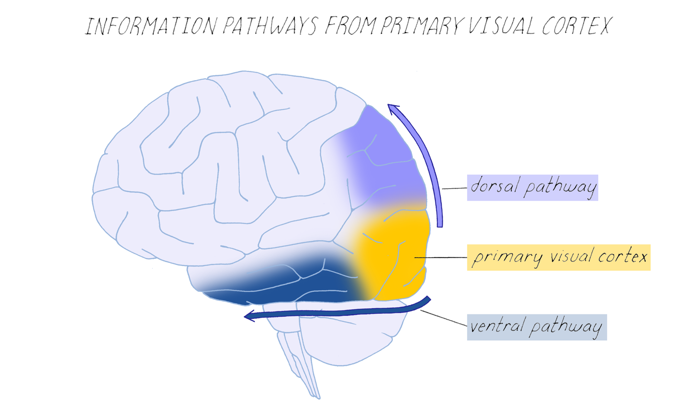 Cell Biology, Genetics & Neuroscience | Narratives & Key