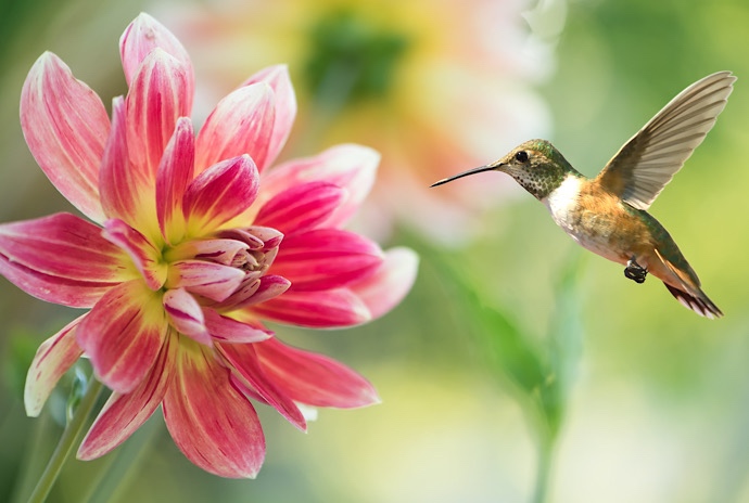 お客様体験談】ヒマラヤンフラワーエンハンサーズ/グラガを使用して