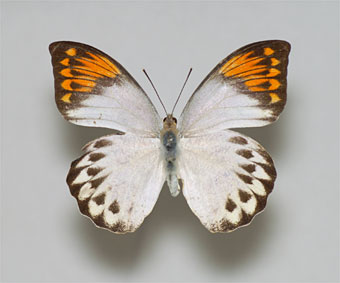 ツマベニチョウ標本