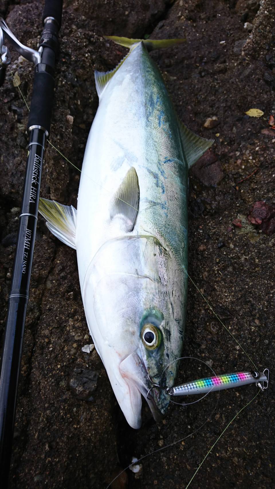 長崎県ヒラスズキゲーム/Ballistick HIRA 107MH TZ/NANO | YAMAGA