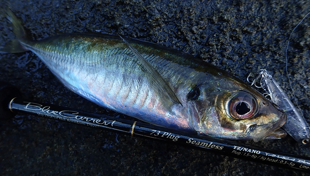 2022年新製品ブルーカレント・プラグ解説!! | YAMAGA BlanksYAMAGA Blanks