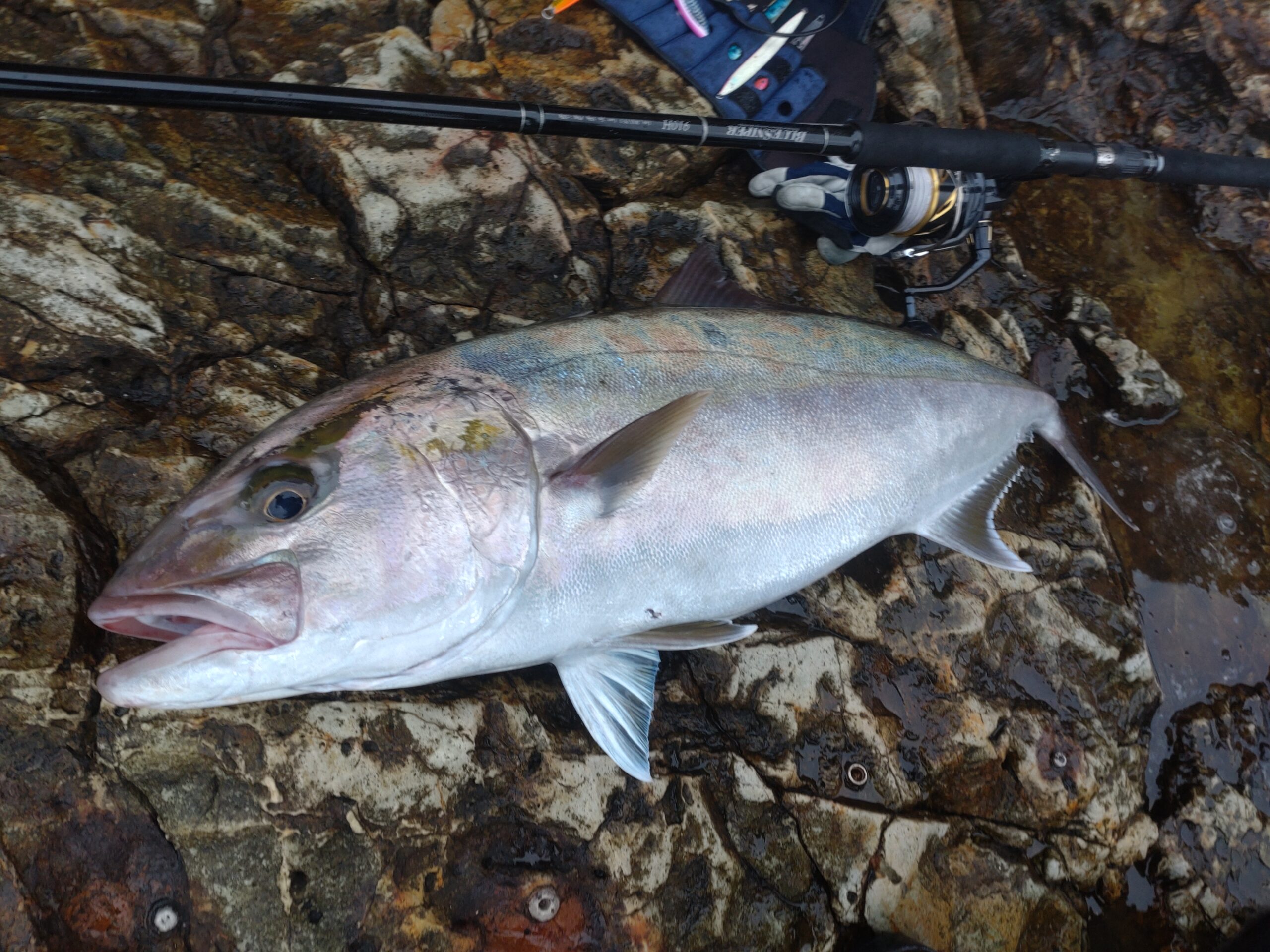 太平洋離島】カンパチ BlueSniper 910H | YAMAGA BlanksYAMAGA Blanks