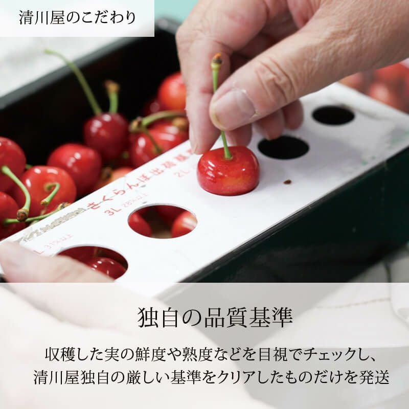 佐藤錦のさくらんぼちゃん 山形さくらんぼおすそ分けカップ入り｜清川屋