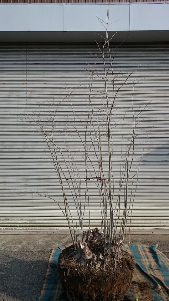 アオハダ 本株立ち 美品 | 有限会社 山田植木