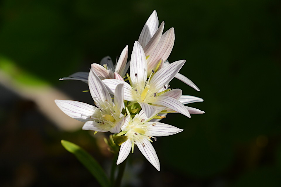 センブリ | 山科植物資料館