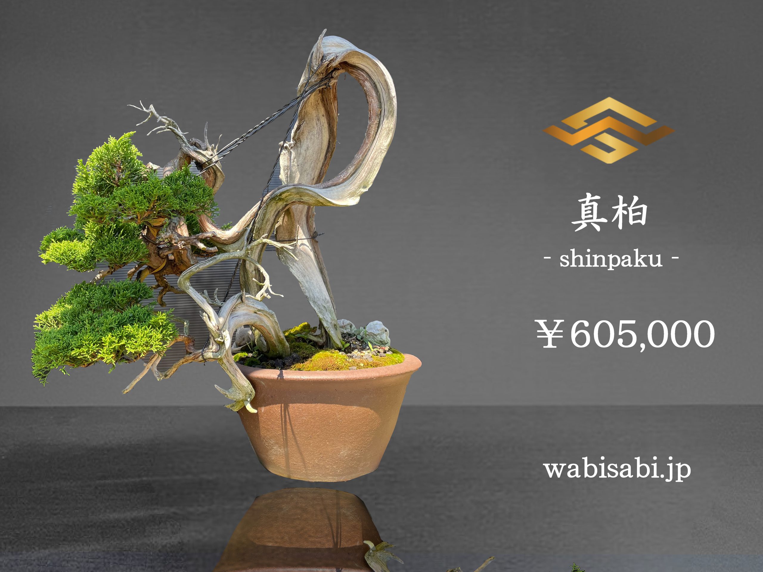 し*ほ様 フォロワー300人記念オークション 真柏 葉性抜群 小品盆栽