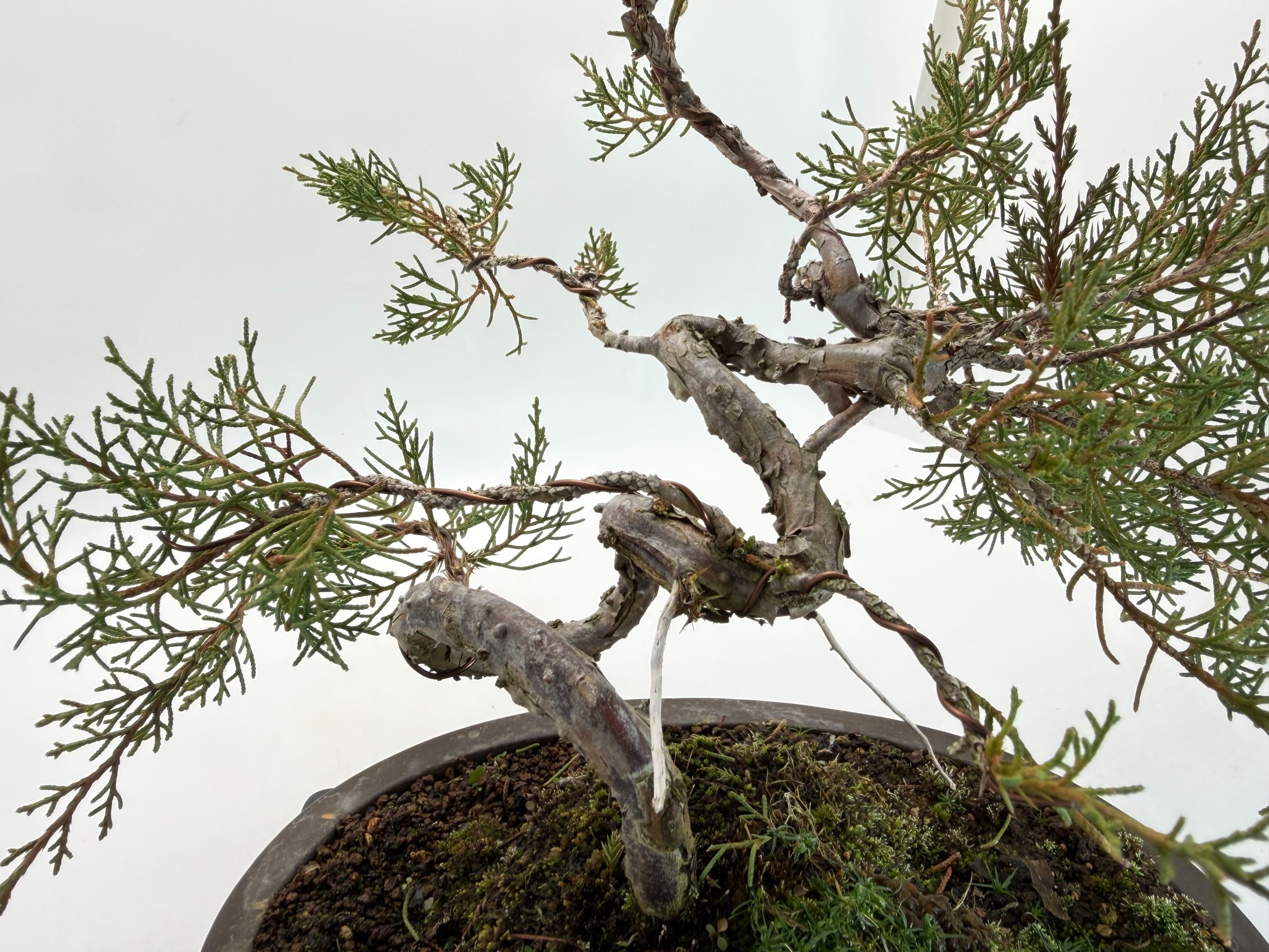 糸魚川真柏 - WabiSabi.jp