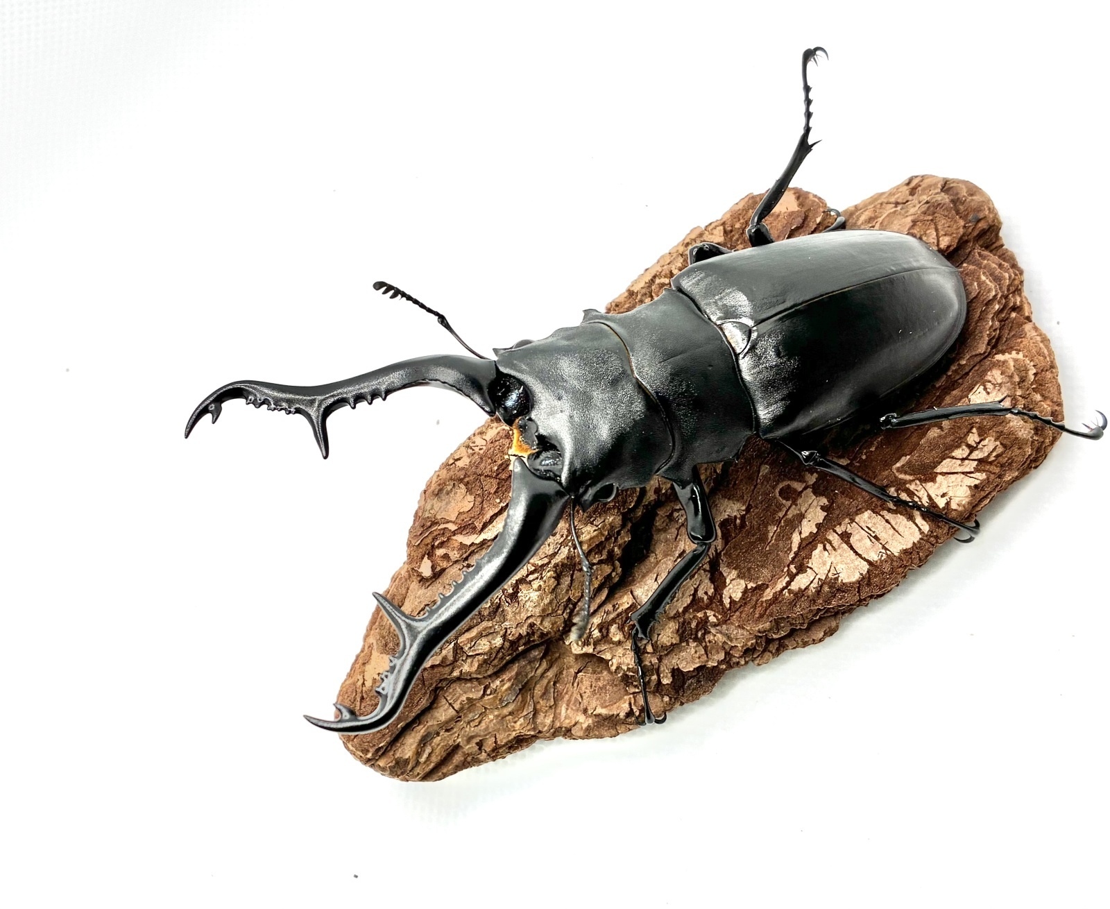 ギラファノコギリクワガタ（フローレス島） 107mm／♀51mm