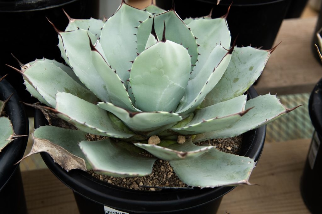 パリートランカータ