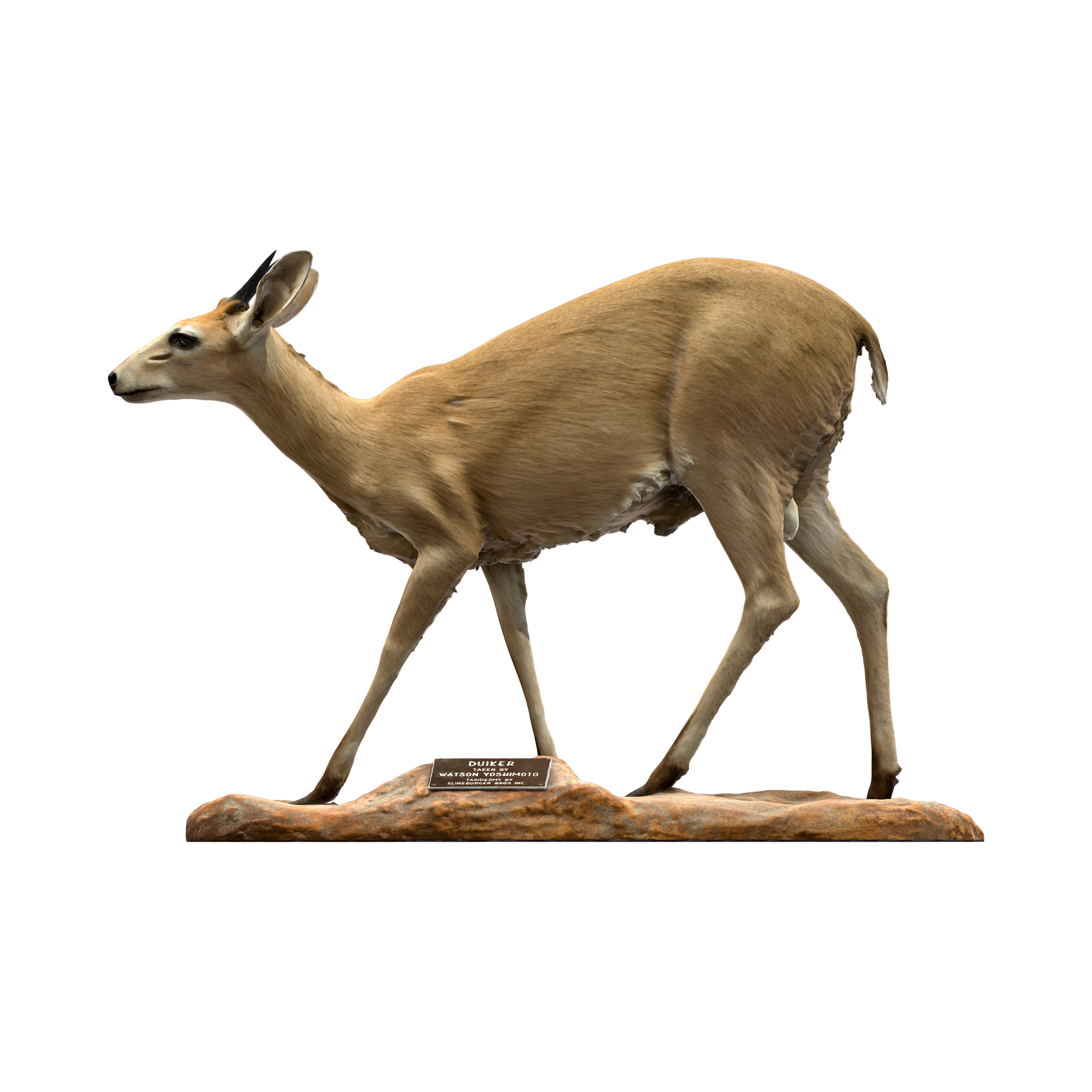 NSMTM32403 | Yoshimoto 3D