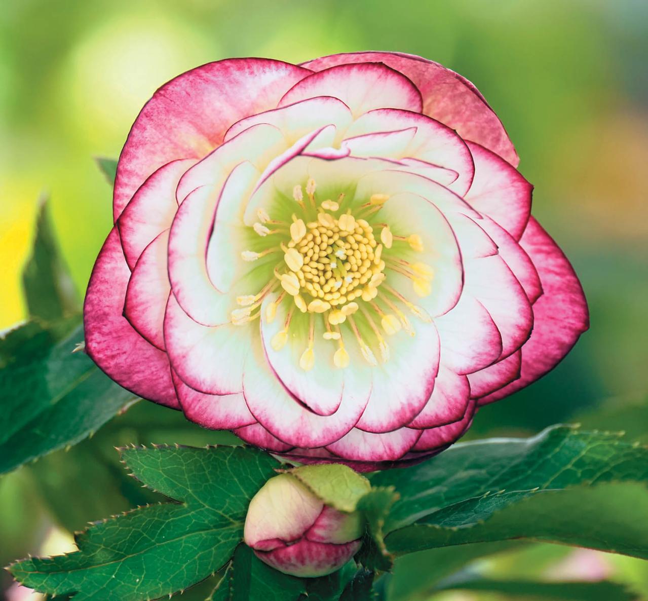 個性的な花がいっぱい【ダブル咲きのクリスマスローズ】好みのひと鉢が