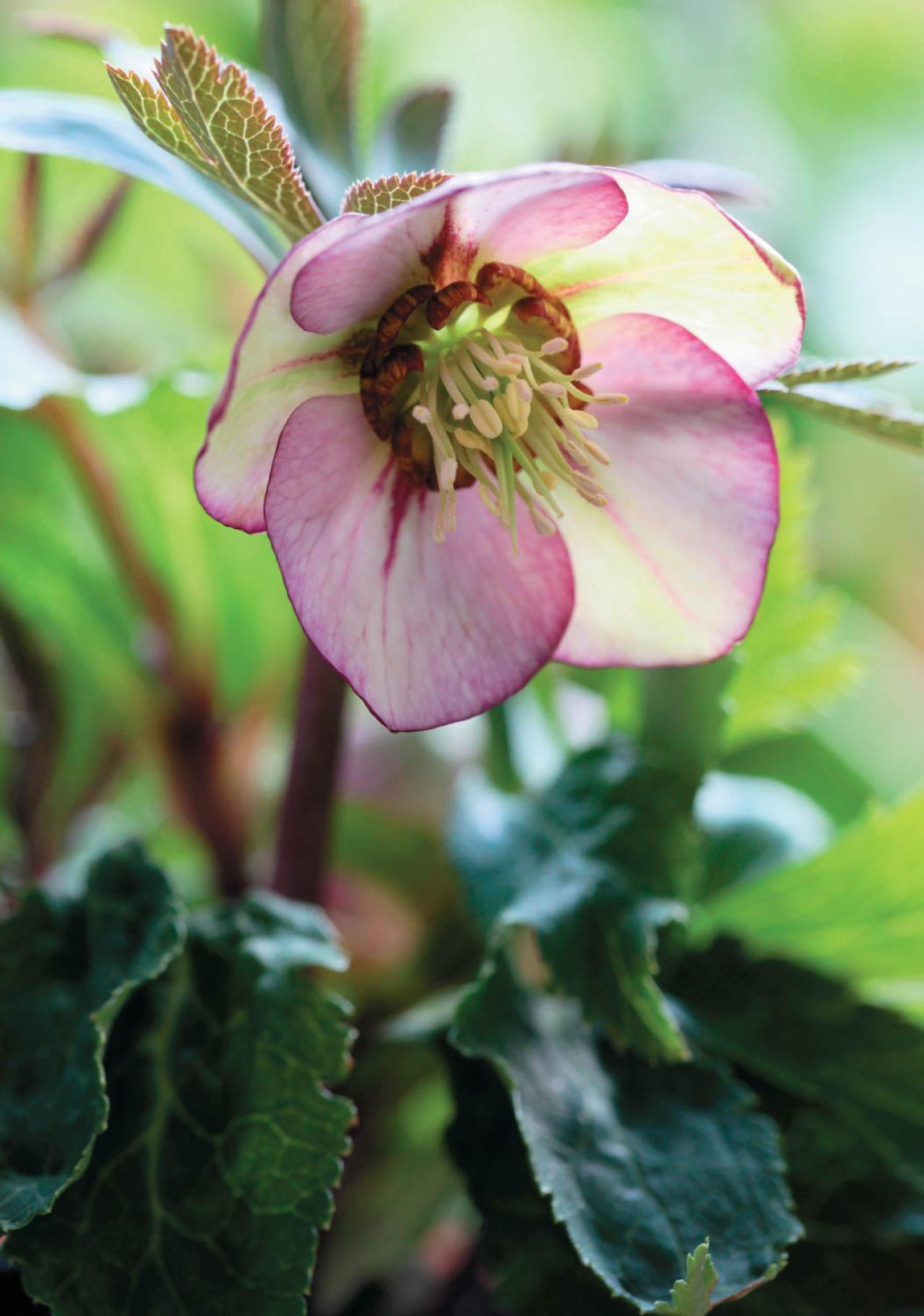 野生味のある姿が魅力の【原種系クリスマスローズ】2026年冬・注目の花