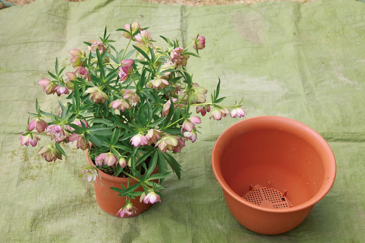 写真で詳しく解説】プロに教わるクリスマスローズ育て。今年は「小さい