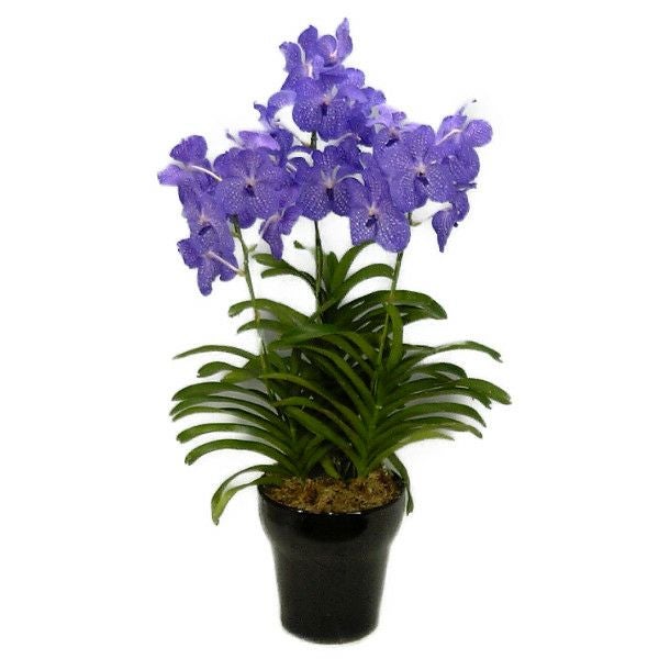 バンダ ブルー 3本立ち | 洋蘭.jp