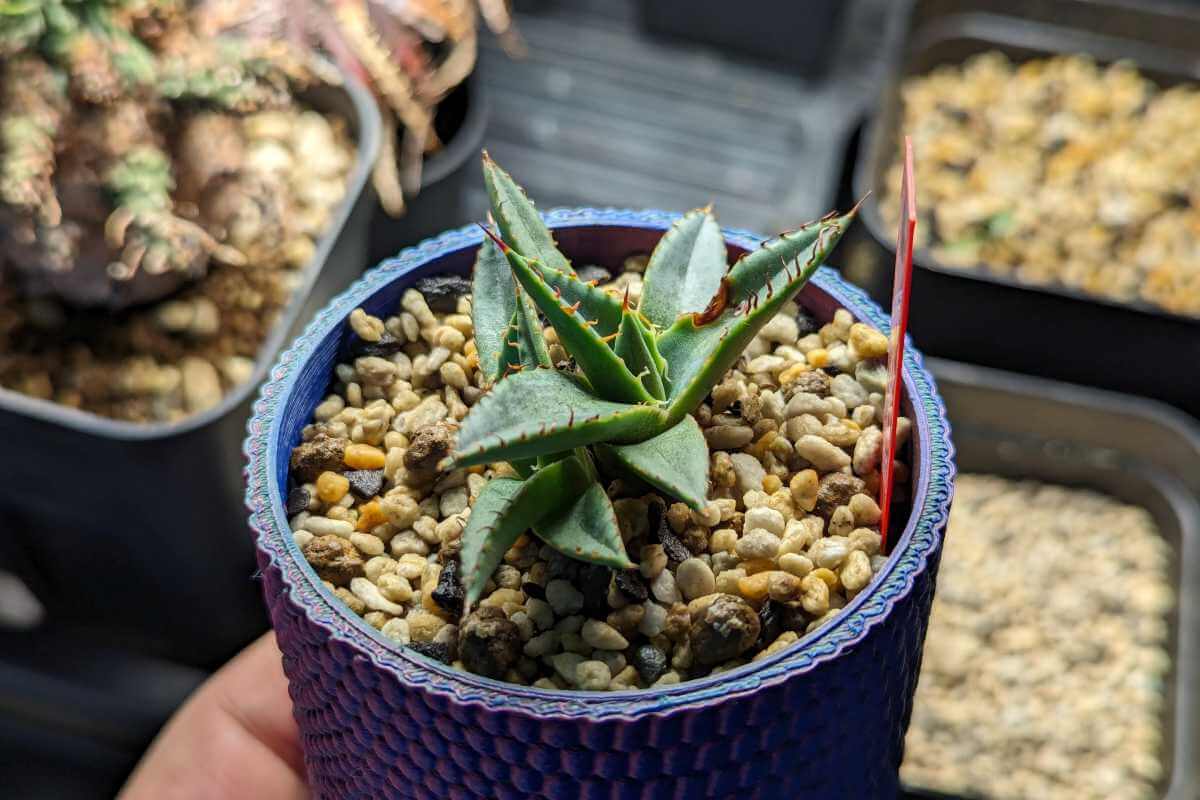 Agave hybrid 'T'S 001 Grex' の紹介 – ゆるぷ