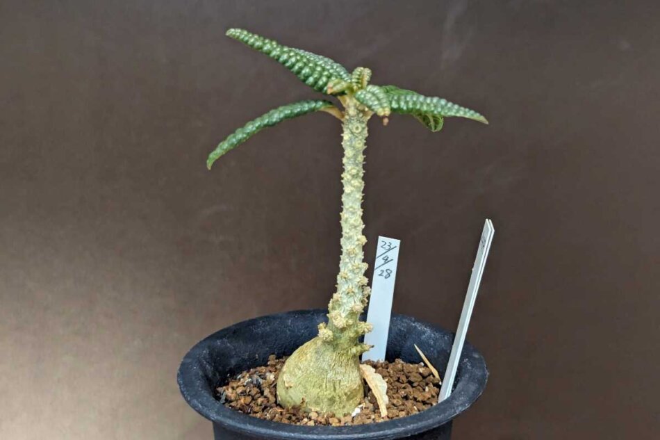 ドルステニア・ギガス 'ブラータ'（Dorstenia gigas f. bullata）の