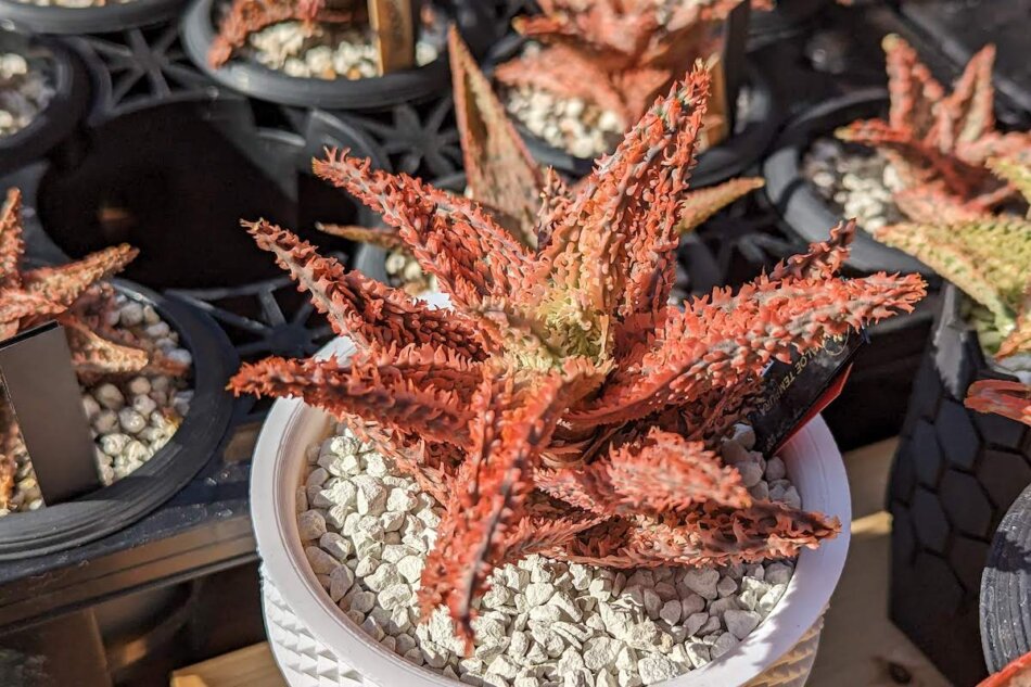 ハイブリッド アロエを楽しむ！2023年は流行るのか？ – ゆるぷ