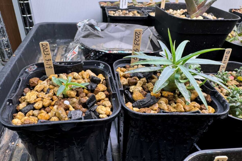 ユーフォルビア・エチュベルクローサの実生記録（2023年9月～） – ゆるぷ