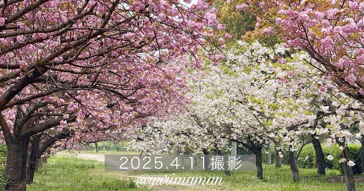 見頃】ふわふわ咲く淡いピンクの八重桜｜西条市の春を彩る穴場スポット